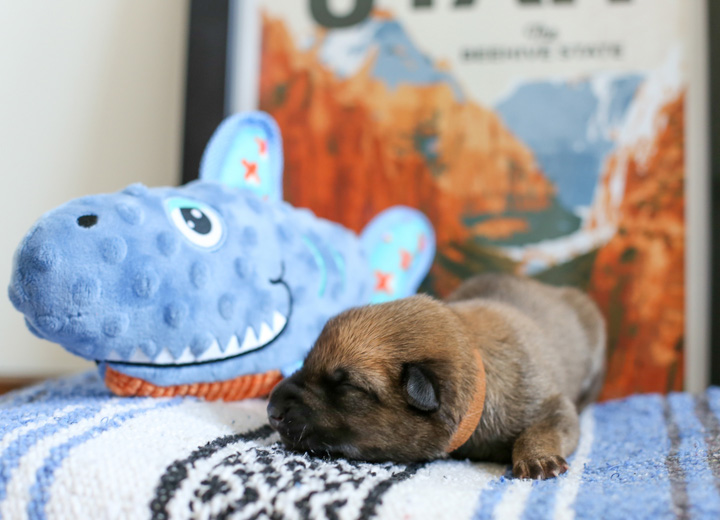chinook puppy